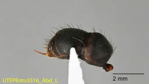 Neoponera cooki - UTEPENTO3516