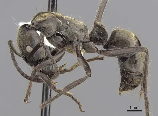 Neoponera curvinodis specimen