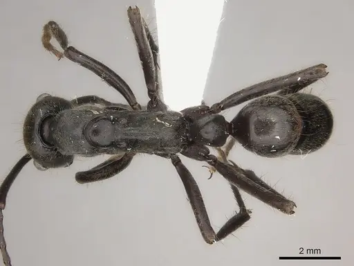 Neoponera dismarginata specimen