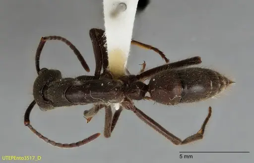 Neoponera dismarginata - UTEPENTO3517