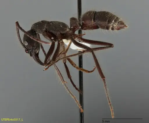 Neoponera dismarginata - UTEPENTO3517