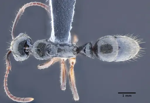 Neoponera donosoi specimen