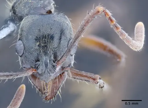 Neoponera donosoi specimen