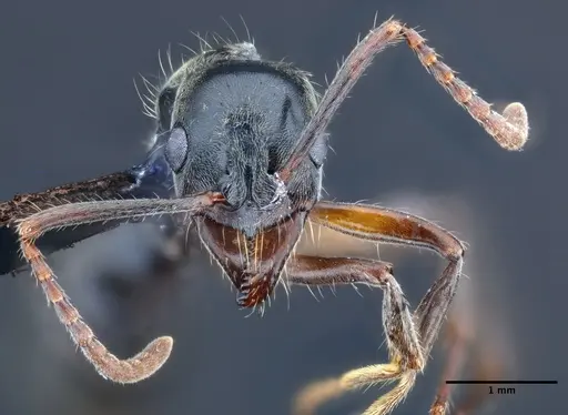 Neoponera donosoi specimen