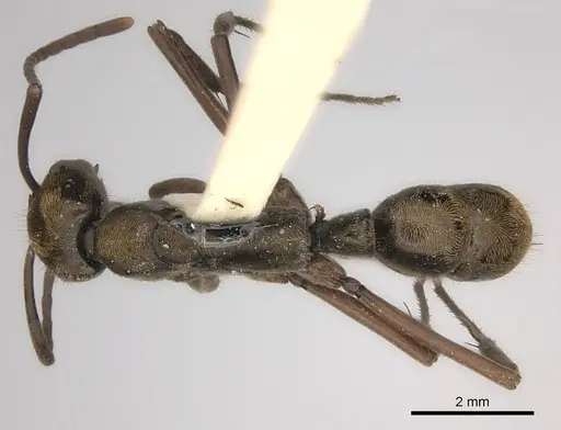 Neoponera eleonorae specimen