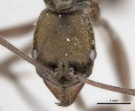 Neoponera eleonorae specimen
