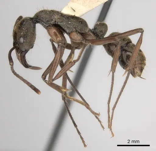 Neoponera eleonorae specimen