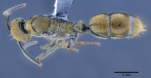 Neoponera eleonorae - CASENT0649895