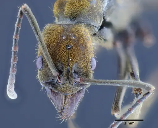 Neoponera eleonorae - CASENT0649895