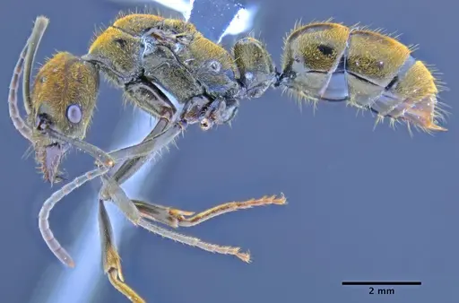 Neoponera eleonorae - CASENT0649895