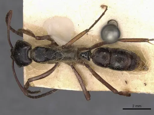 Neoponera eleonorae - CASENT0907279