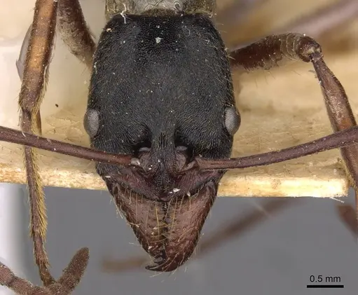 Neoponera eleonorae - CASENT0907279