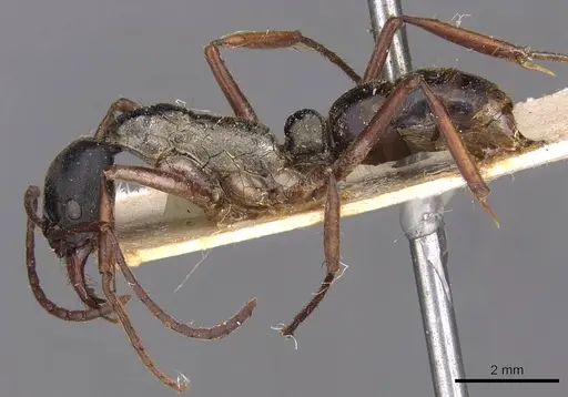 Neoponera eleonorae - CASENT0907279