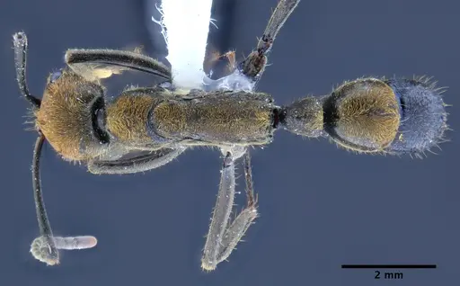 Neoponera eleonorae - MEPNINV30157