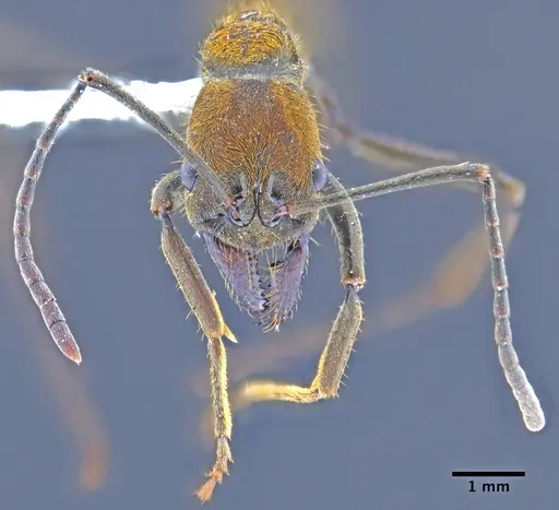 Neoponera eleonorae - MEPNINV30157