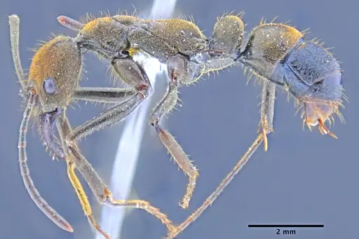 Neoponera eleonorae - MEPNINV30157