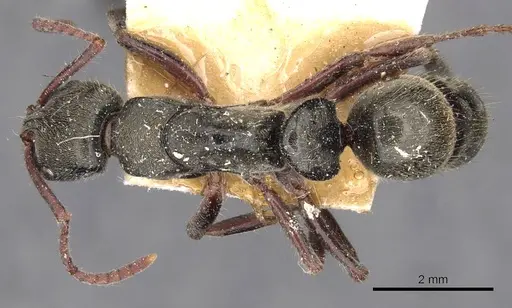 Neoponera emiliae specimen