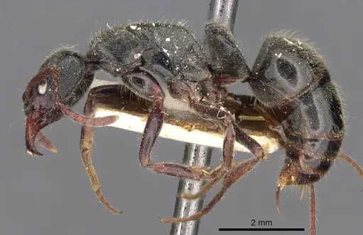 Neoponera emiliae specimen