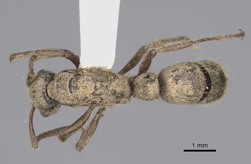 Neoponera fiebrigi specimen
