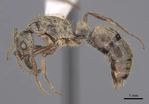 Neoponera fiebrigi specimen