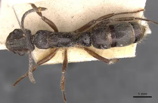 Neoponera fiebrigi - CASENT0907244