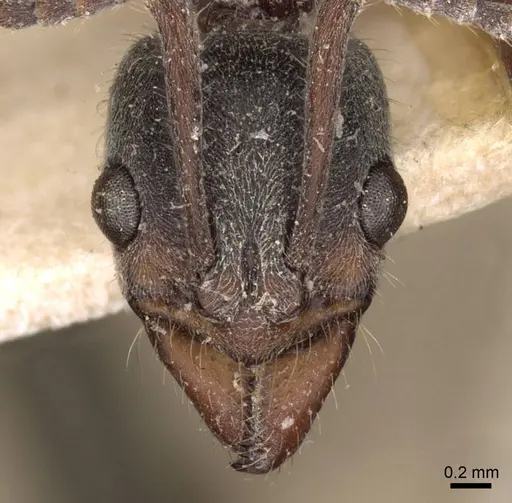 Neoponera fiebrigi - CASENT0907244