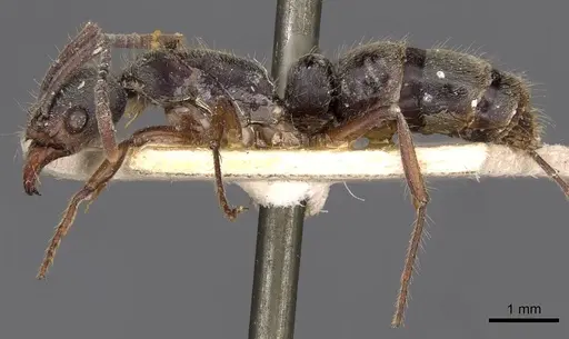 Neoponera fiebrigi - CASENT0907244