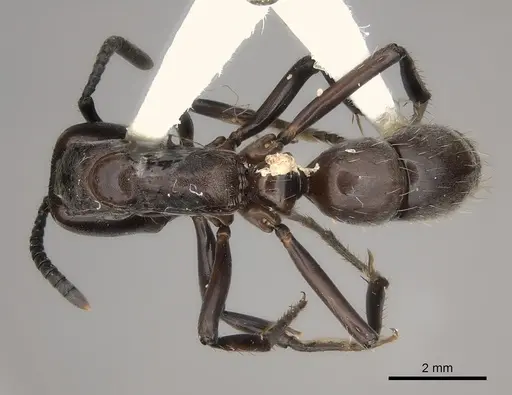 Neoponera fisheri specimen