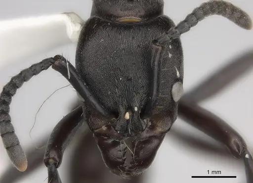 Neoponera fisheri specimen