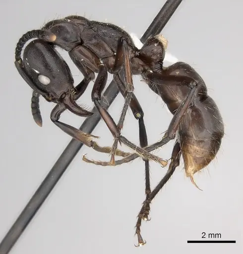 Neoponera fisheri specimen