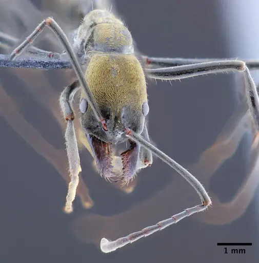 Neoponera fusca specimen