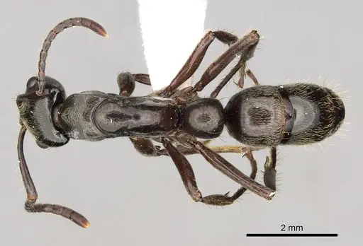 Neoponera globularia specimen