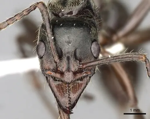 Neoponera globularia specimen