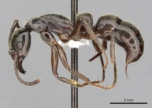 Neoponera globularia specimen