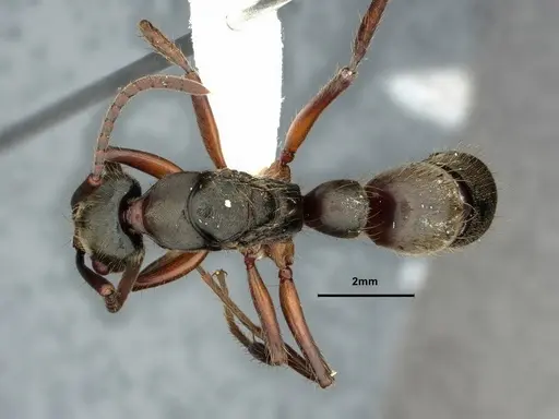 Neoponera globularia - CASENT0862739