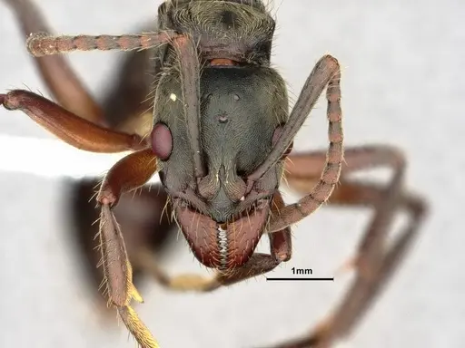 Neoponera globularia - CASENT0862739