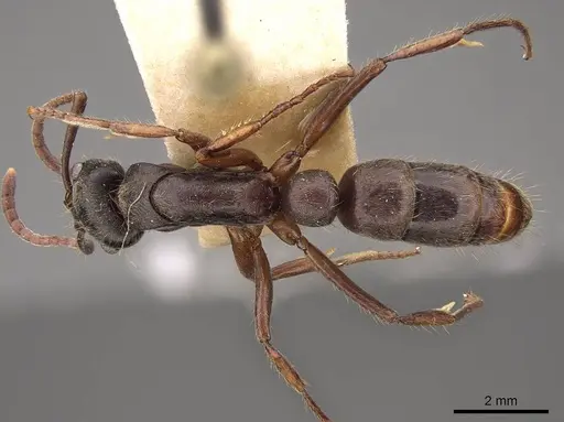 Neoponera globularia - CASENT0923100