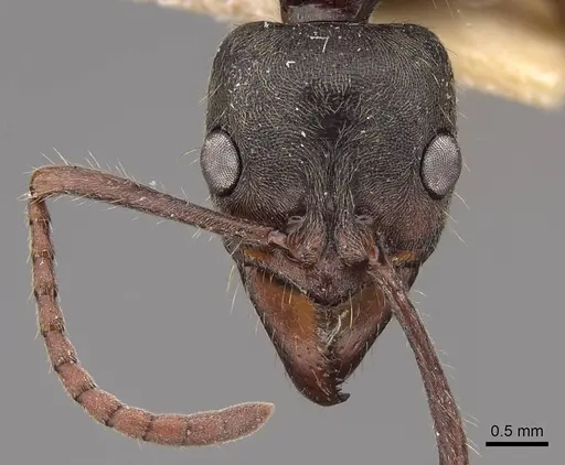 Neoponera globularia - CASENT0923100