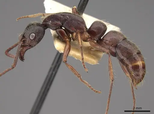 Neoponera globularia - CASENT0923100