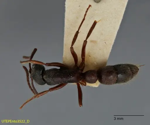 Neoponera globularia - UTEPENTO3522