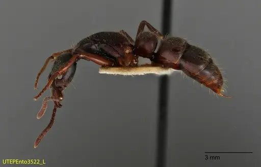 Neoponera globularia - UTEPENTO3522
