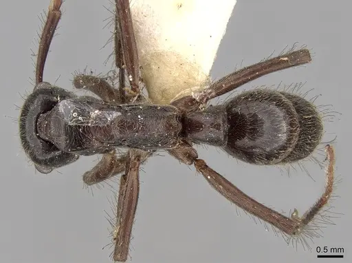 Neoponera goeldii specimen