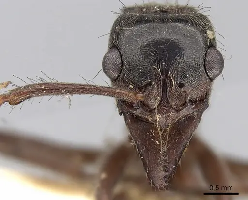Neoponera goeldii specimen