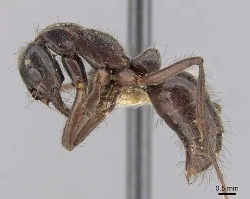 Neoponera goeldii specimen