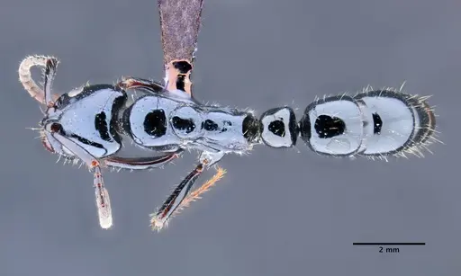 Neoponera gojira specimen