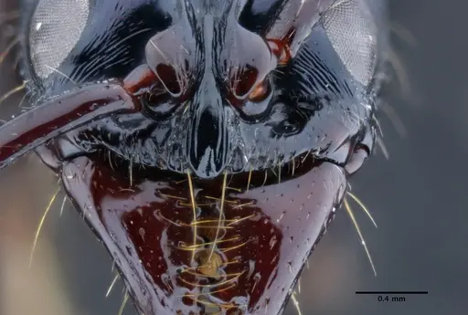 Neoponera gojira specimen