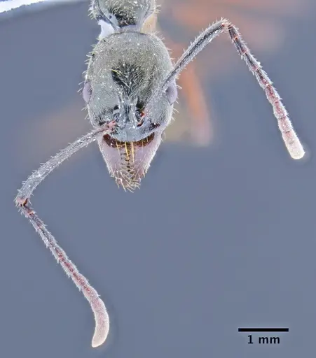 Neoponera hispida specimen