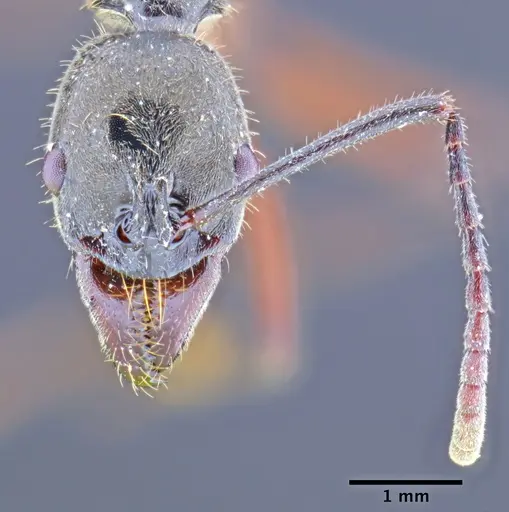 Neoponera hispida specimen