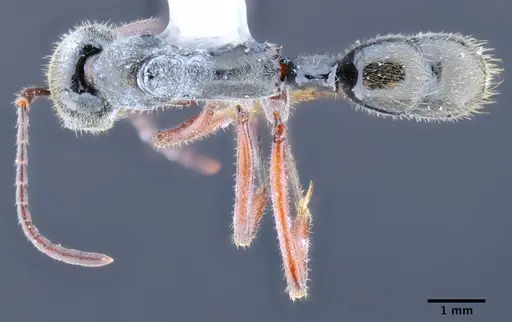 Neoponera holcotyle specimen