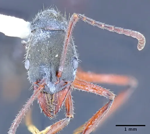 Neoponera holcotyle specimen